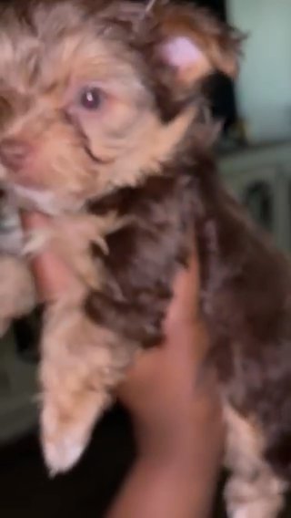 Choc Male Yorkie in Hattiesburg, Mississippi