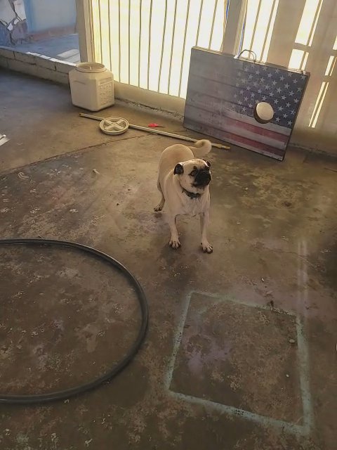 pug in Santa Ana, California