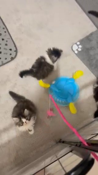 Persian Kittens in Rochester, New York