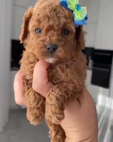 Teacup Poodles For Adoption in Fenton, Michigan