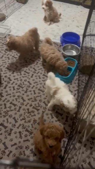 Mini Goldendoodles in Tulsa, Oklahoma