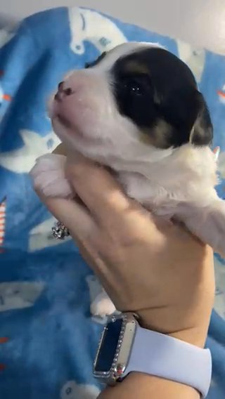 Male 2 From Little Girls Litter in Cleveland, Tennessee