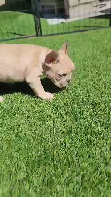 Fawn Merle Frenchie Girl in Las Vegas, Nevada