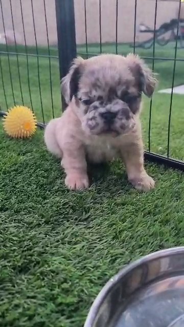 Fabulous Fluffy Frenchie Girl in Las Vegas, Nevada