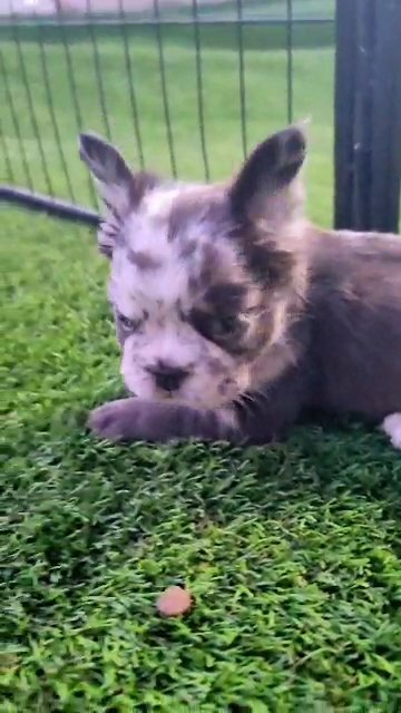 Chocolate Fluffy Frenchie Boy in Las Vegas, Nevada