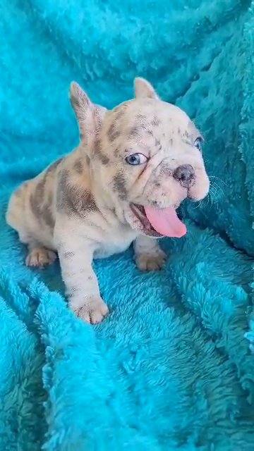Lilac Merle Frenchie Boy in Las Vegas, Nevada
