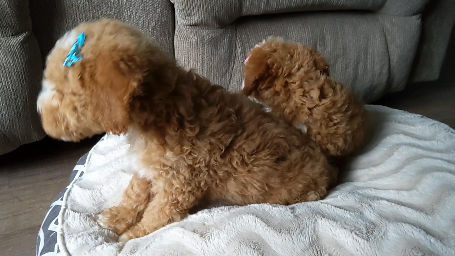 Mini Goldendoodle puppies in Fort Wayne, Indiana