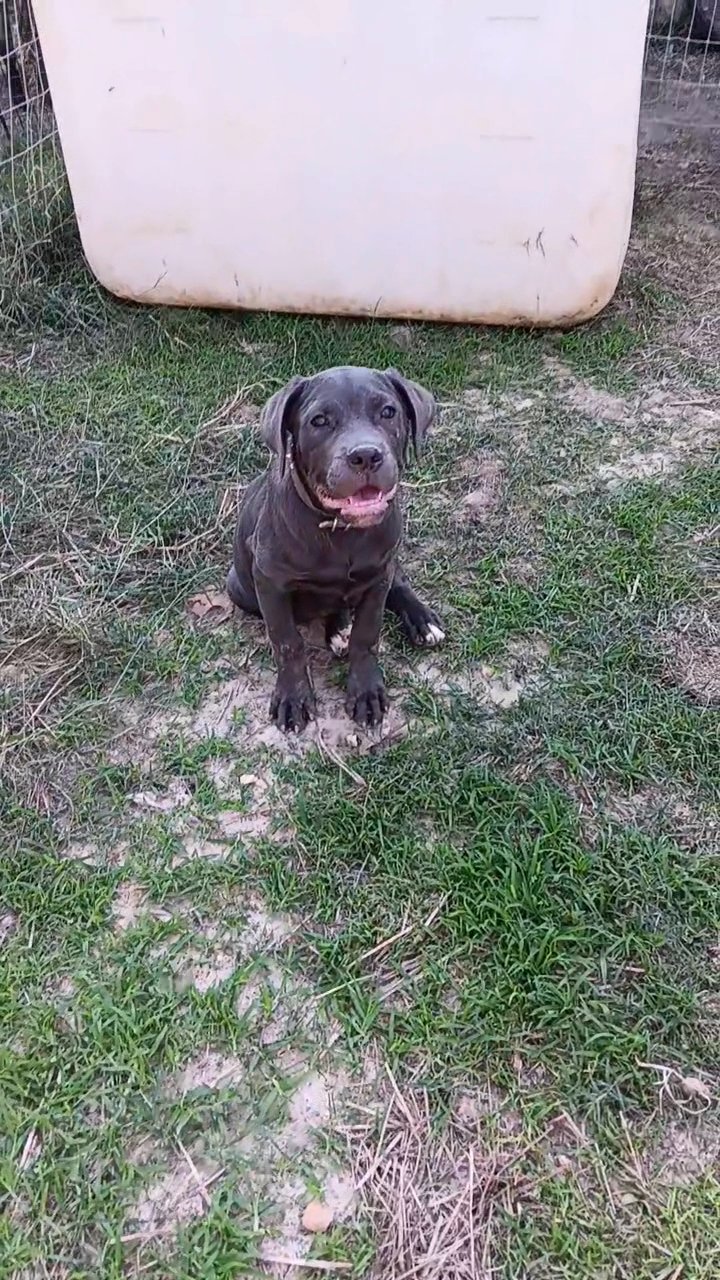 Cane Corso in Paragould, Arkansas