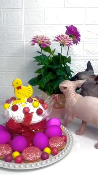 Sphynx Kitten in Washington, District of Columbia