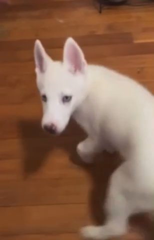 Purebred White Siberian Husky in Dallas, Texas