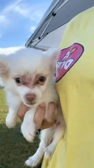 Shy in Fayetteville, North Carolina