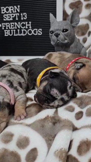 AKC French Bulldog Puppies in Dalton, Georgia