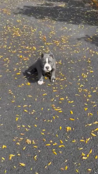 3 month Old American Bully Pup in Rockford, Illinois