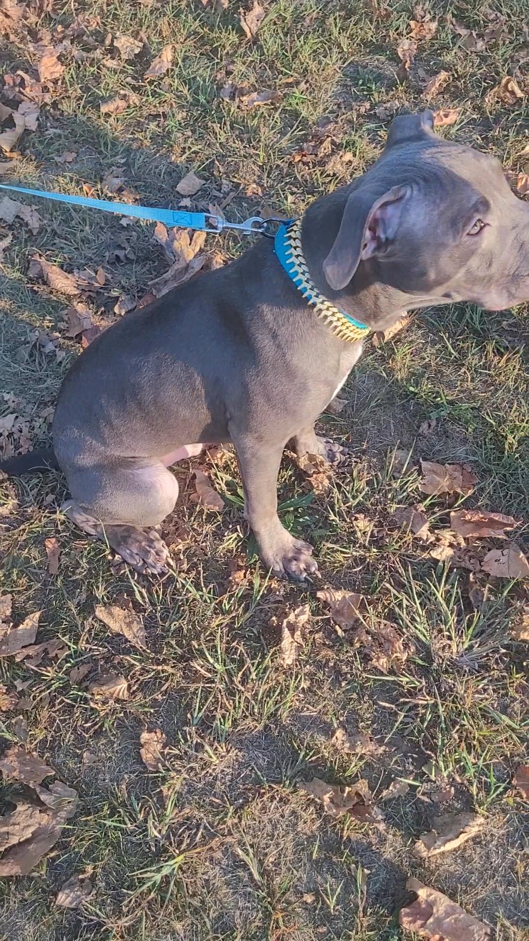 american bully xl puppy in Pennsauken, New Jersey
