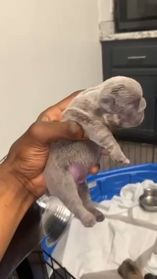 Solid Lilac Fluffy Frenchie in Suffolk, Virginia