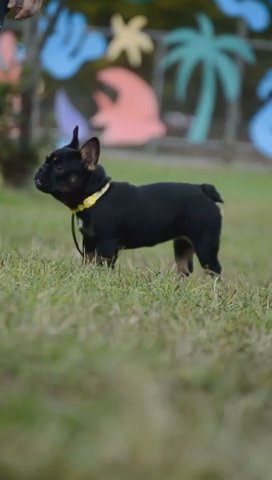 Female frenchie in Philadelphia, Pennsylvania