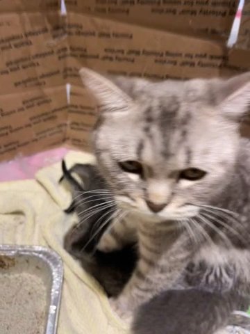 British Shorthair Kittens Looking New Home in South Riding, Virginia