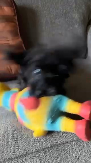 Ruby baby ( Yorkipoo) in Columbia, Pennsylvania