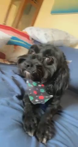 Edie Baby in Columbia, Pennsylvania
