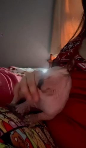 Sweet Little Dwelf Boy (sphynx With Short Legs And Elf Ears) in Manitowoc, Wisconsin