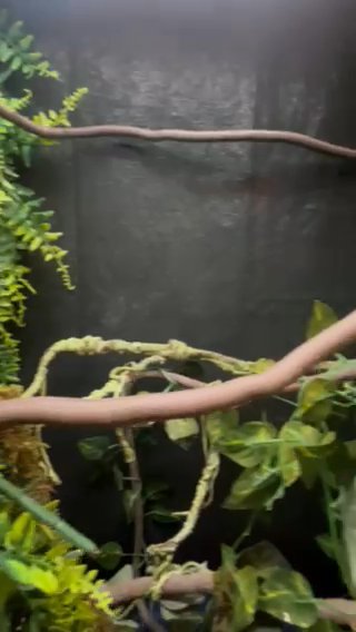 Panther Chameleon in Bartlett, Tennessee