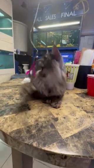 Playful Russian Polydactyl Male Mainecoon With Breeding Rights in Picayune, Mississippi