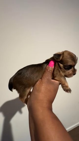 Kizzie’s Beautiful Yorkshire Terriers in Richmond, Virginia