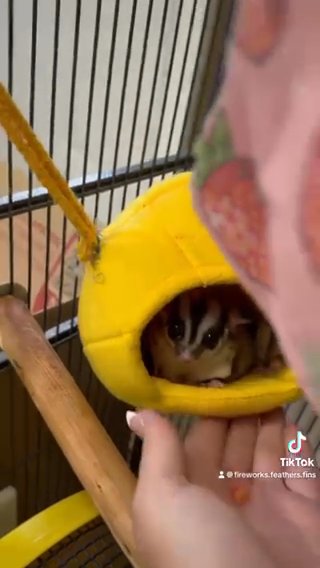 Adult Pair Of Sugarglidders  With Cage and Toys in Picayune, Mississippi