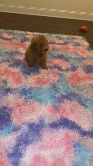 Toy Poodle in East Point, Georgia