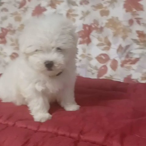 Maltipoo Boy in Houston, Texas