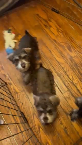 Miniature Schnauzer in Chicago, Illinois