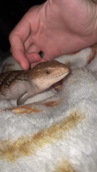 Northern blue tongue skink in San Jose, California