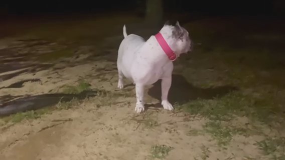 Mom Too Be Litter Coming Soon Stay Tuned in Macon, Georgia