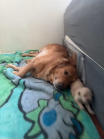 Golden Retriever Puppies in Adelanto, California