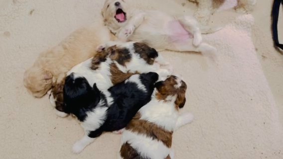 BeutiFloof Poochies in Queens, New York