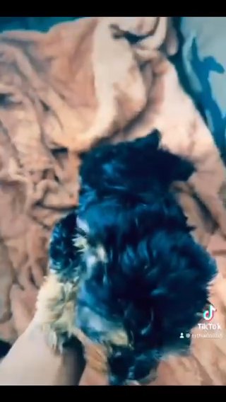 Yorkie Baby Ready For His New Phone in New York City, New York