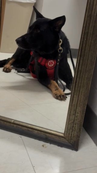 German Shepherd STUD in Jacksonville, Florida