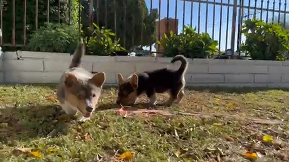 Corgis in Colton, California