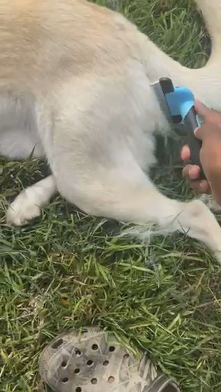 Deshedding Feels Soo Good ! in Camarillo, California