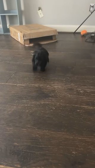 Toy Cockapoo in Houston, Texas