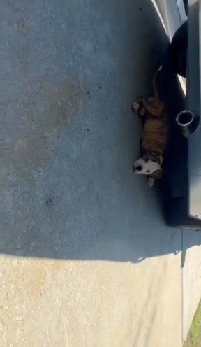 Gorgeous Tiger Stripe American bulldog in McDonough, Georgia
