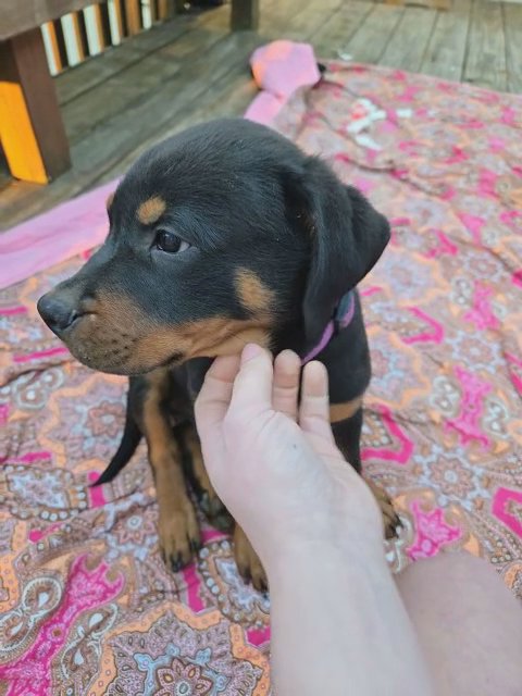 German King Rottweiler Pup in Birmingham, Alabama