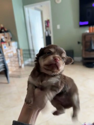 Male, Longhair, Blue Eyes in Hollywood, Florida