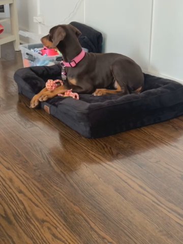 Doberman Puppy in Chicago, Illinois