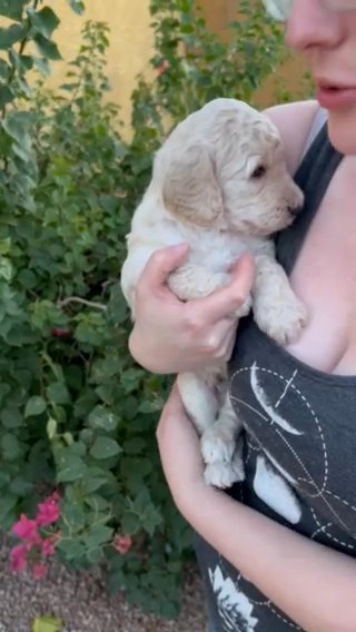 Rye! Male Cream Standard Poodle! in Phoenix, Arizona