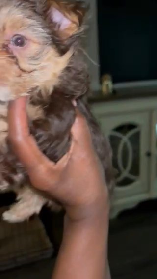Choc Male in Hattiesburg, Mississippi