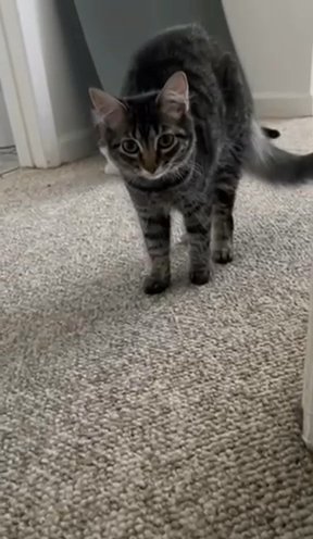 Rehome for Dory in Union City, California