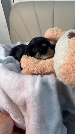 Yorkipoos in Tyler, Texas