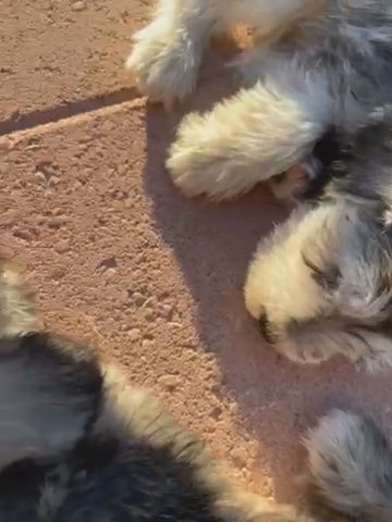 Schnauzers Ready For A Forever Home in Las Vegas, Nevada