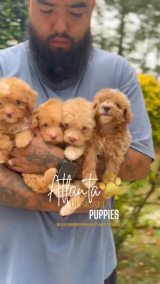 Toy Poodles in Atlanta, Georgia